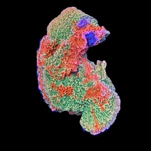 Grafted Starburst Montipora WYSIWYG 29