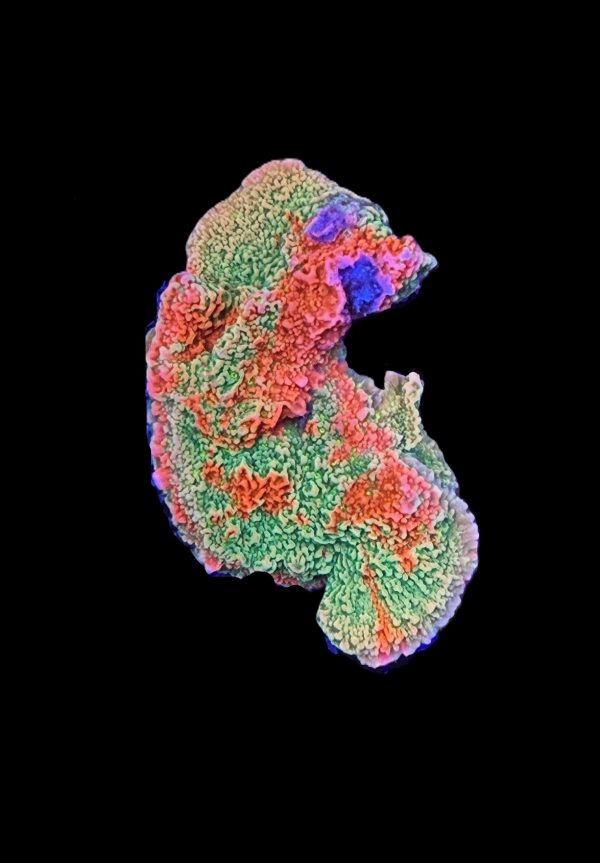 Grafted Starburst Montipora WYSIWYG 29