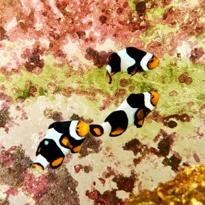 Onyx Percula Clownfish Trio (Amphiprion percula) (WYSIWYG)