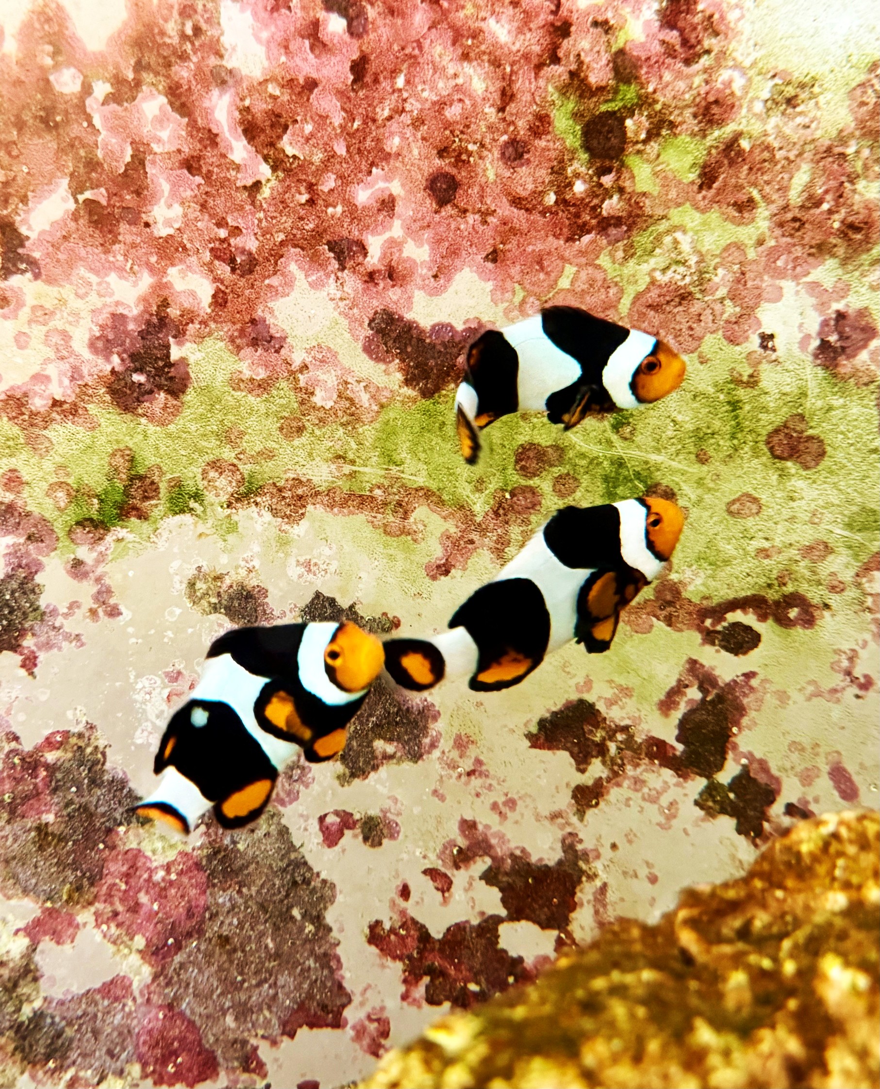 Onyx Percula Clownfish Trio (Amphiprion percula) (WYSIWYG)