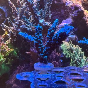 Oregon Tort WYSIWYG 25