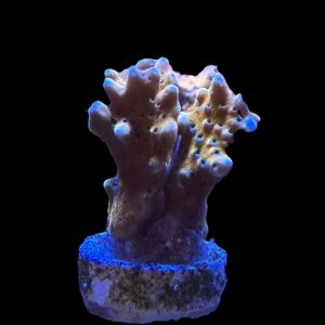 RR Tropicana Anacropora WYSIWYG 5