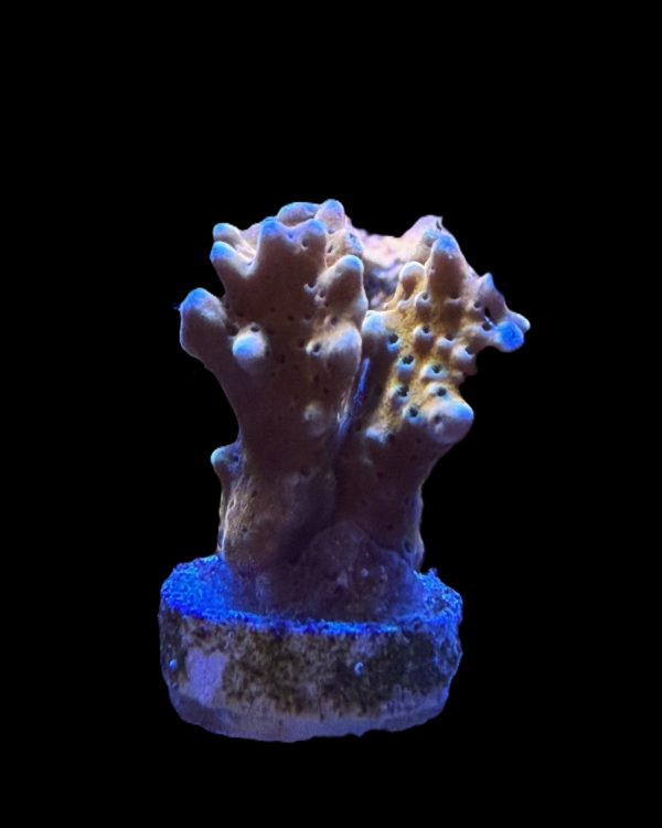 RR Tropicana Anacropora WYSIWYG 5
