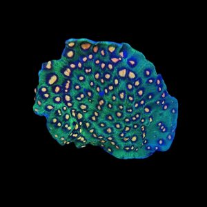 Raja Rampage Chalice Large Colony WYSIWYG 17