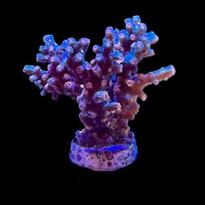 Branching Cyphastrea WYSIWYG 22