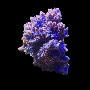 Branching Cyphastrea Colony WYSIWYG 1