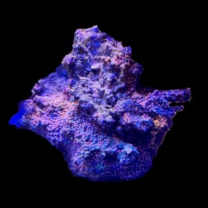 Branching Cyphastrea Encrusting on a Huge  Base Rock WYSIWYG 1