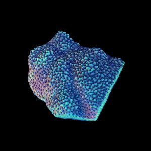 Burning Smurfs Montipora WYSIWYG 21