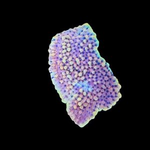 Burning Smurfs Montipora WYSIWYG 18