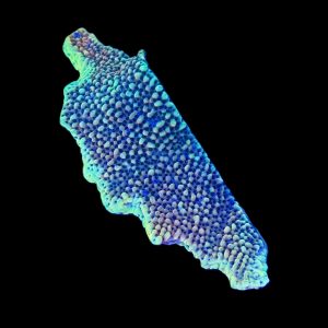 Burning Smurfs Montipora WYSIWYG 19