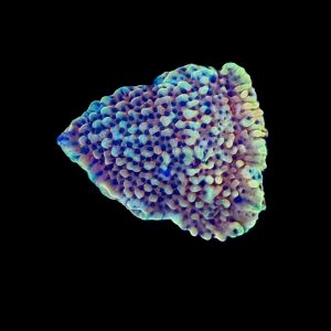 Burning Smurfs Montipora WYSIWYG 20