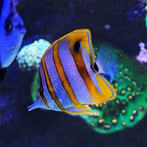Copperband Butterflyfish (WYSIWYG)