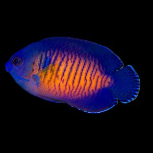 Coral Beauty Angelfish