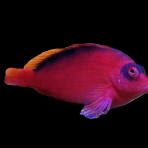 Flame Hawkfish (WYSIWYG)