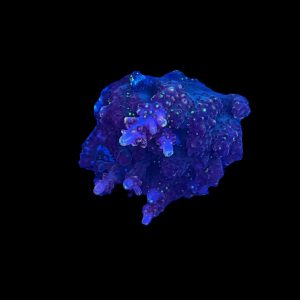 JF Fox Flame Colony WYSIWYG 11