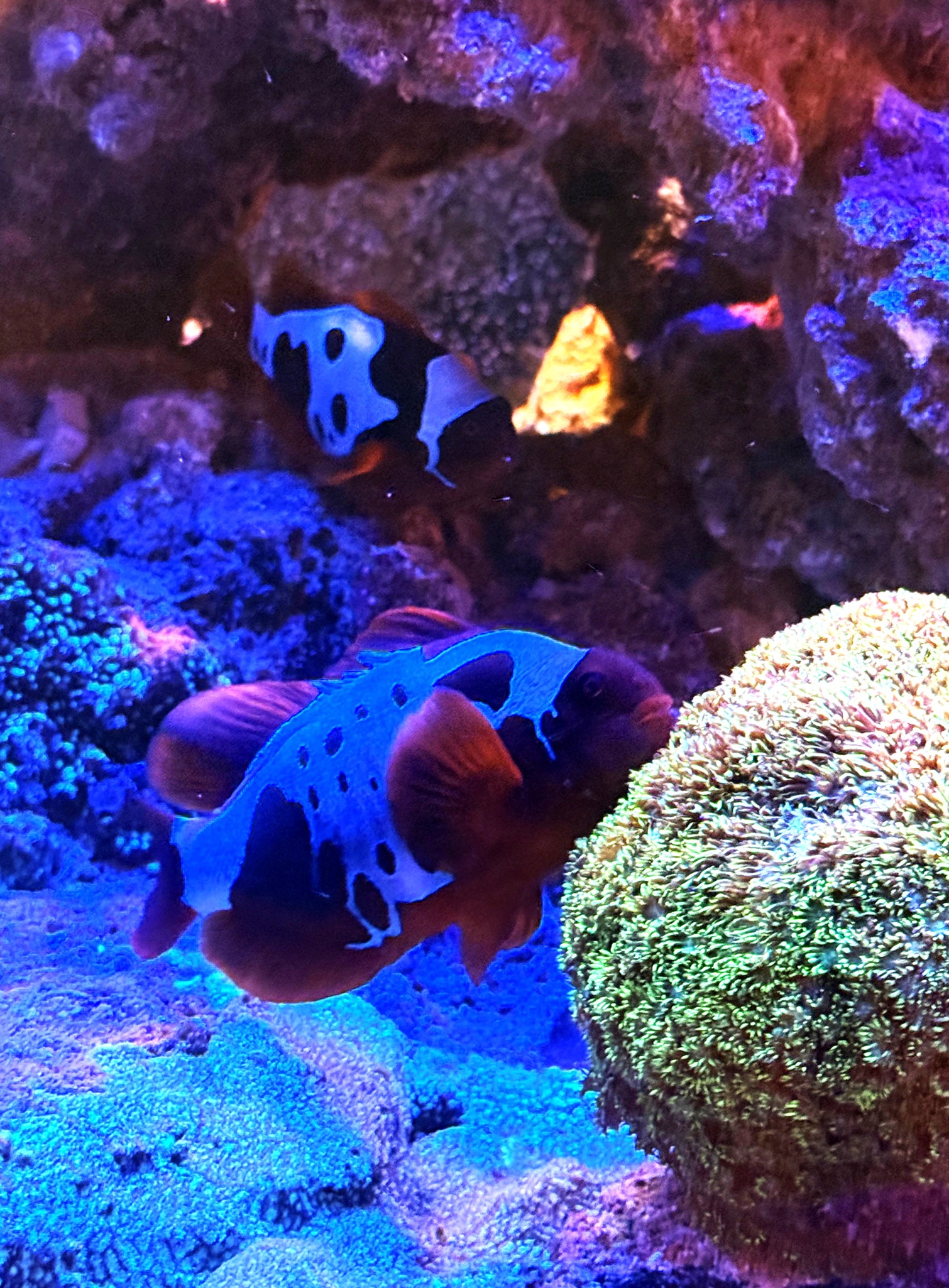 Gold X Lightning Maroon Clownfish Pair (WYSIWYG)