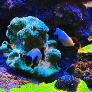 Gold Nugget Maroon Clownfish Pair (WYSIWYG)