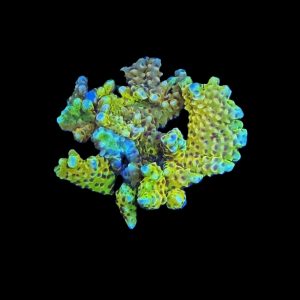 RR Golden Rod Anacropora WYSIWYG 27
