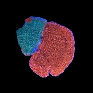 Grafted Starburst Montipora WYSIWYG 30