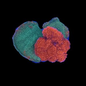 Grafted Starburst Montipora WYSIWYG 31
