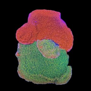 Grafted Starburst Montipora WYSIWYG 33
