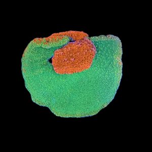 Grafted Starburst Montipora WYSIWYG 34