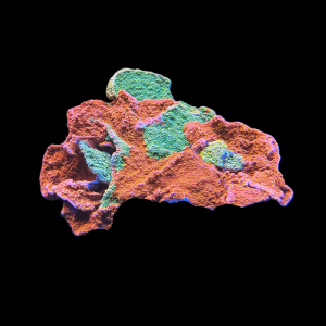 Grafted Starburst Montipora Colony WYSIWYG 2