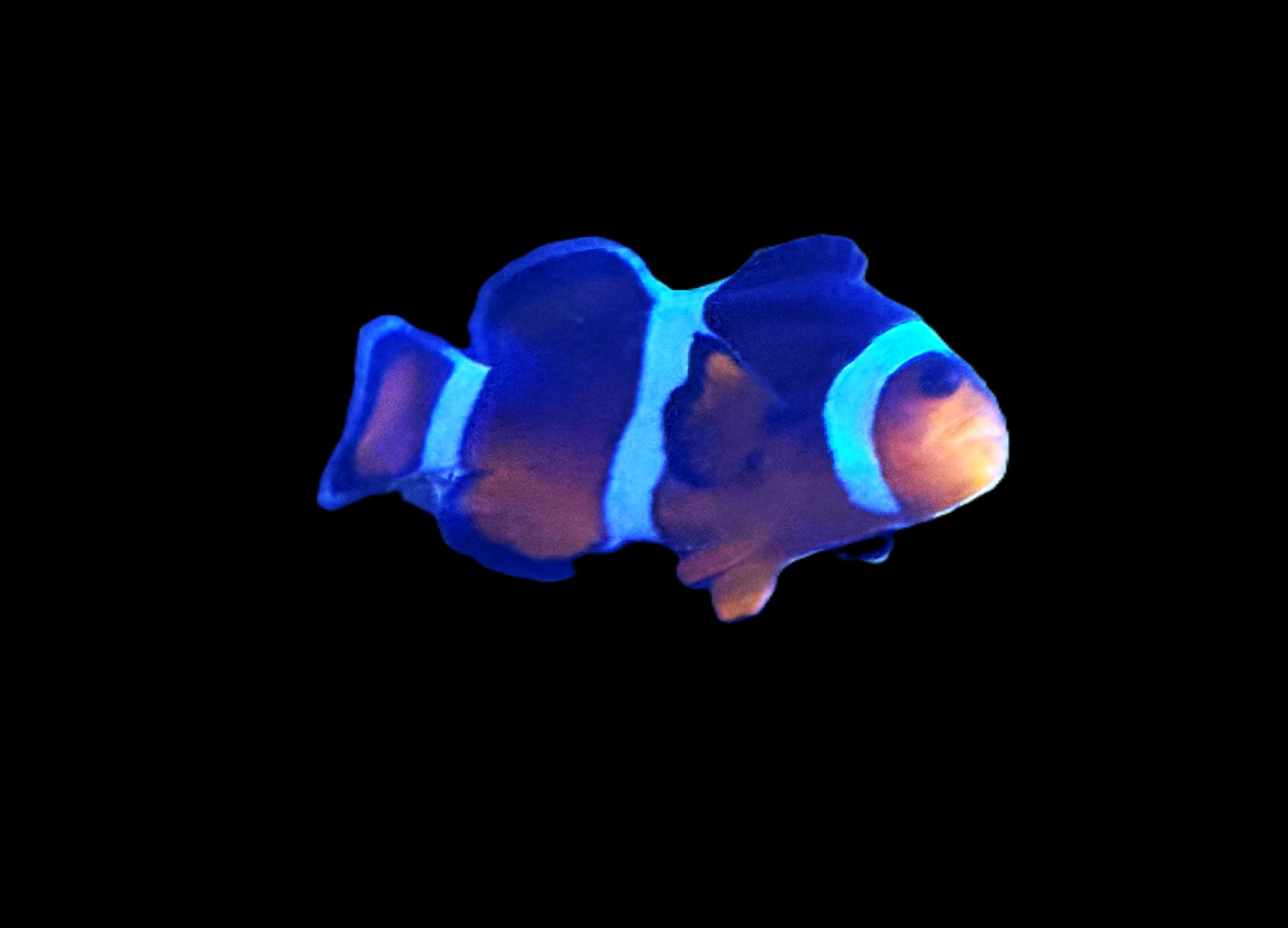 Mocha Clownfish (Amphiprion ocellaris) (WYSIWYG)