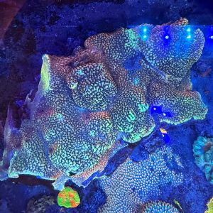 Multi Montipora on a Huge Rock WYSIWYG 1
