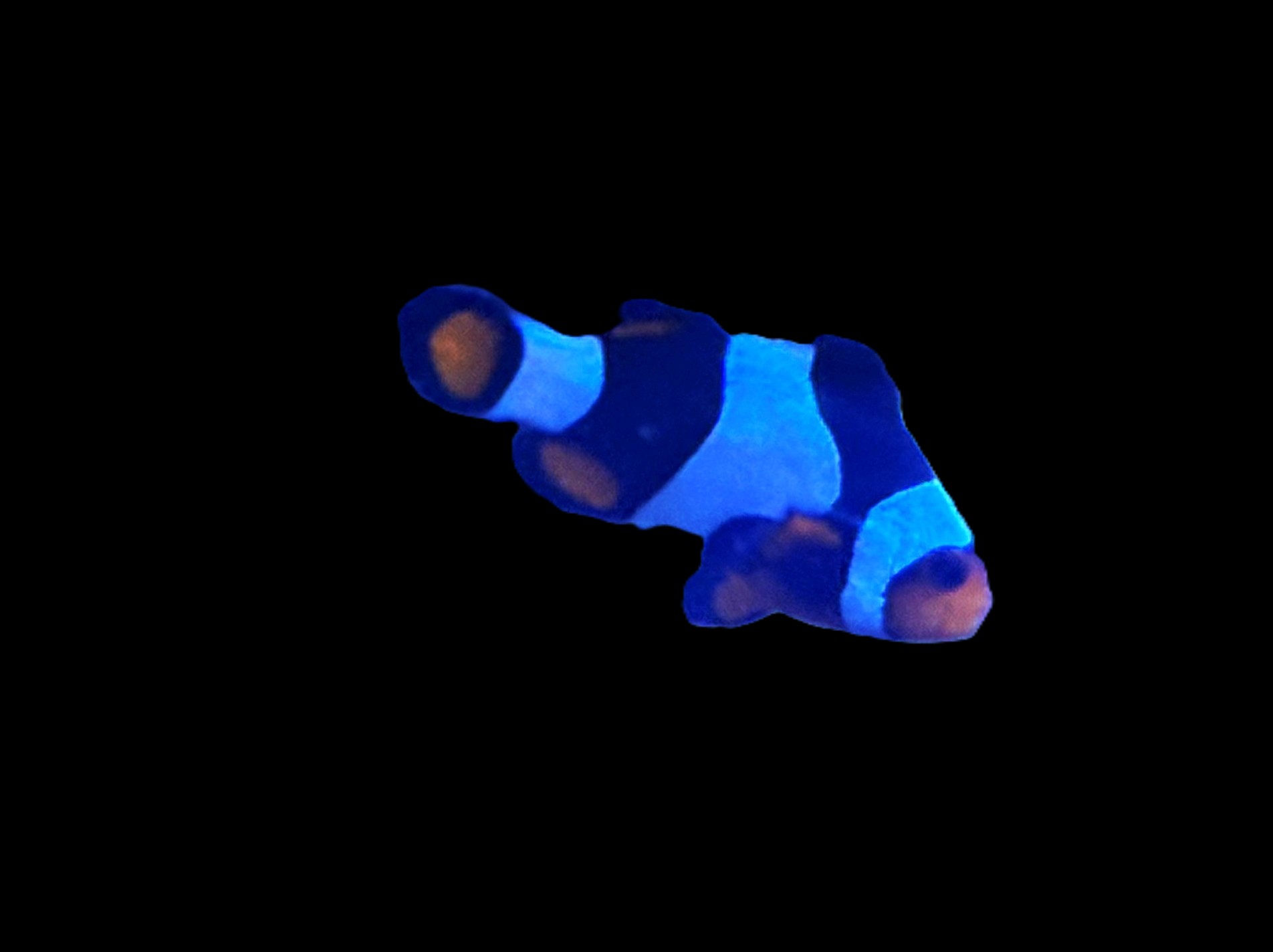 Onyx Percula Clownfish (Amphiprion percula) (WYSIWYG)