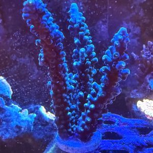 Oregon Tort WYSIWYG 28