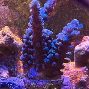 Oregon Tort WYSIWYG 29