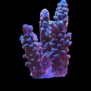 Oregon Tort WYSIWYG 30