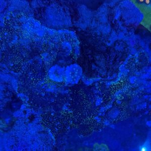 Oregon Tortuosa Base on a 12" CaribSea LifeRock Arch WYSIWYG 31