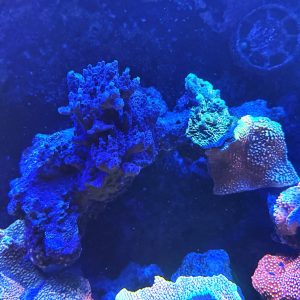 3 Types of SPS on a 8" CaribSea LifeRock Arch WYSIWYG