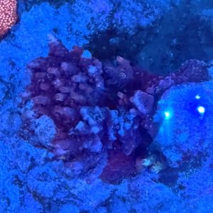 Vivid Rainbow Delight Colony on an 8" CaribSea LifeRock Nano Arch WYSIWYG 4