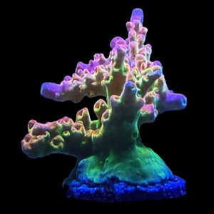 Rainbow Loom WYSIWYG 40