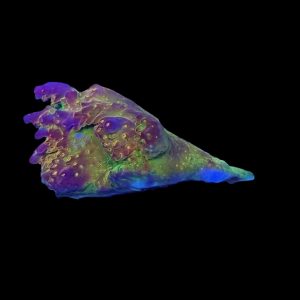 Rainbow Loom WYSIWYG 41