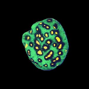 Raja Rampage Chalice WYSIWYG 18