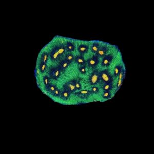 Raja Rampage Chalice WYSIWYG 19