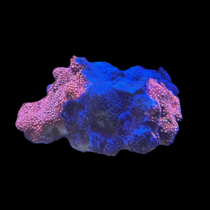 Red Encrusting Montipora on a Large Base Rock WYSIWYG 1