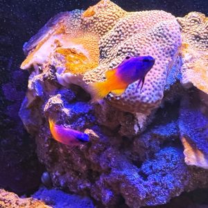 Royal Gramma Basslet Pair (WYSIWYG)