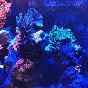 5 Types of SPS and LPS on a 12" CaribSea LifeRock Arch WYSIWYG