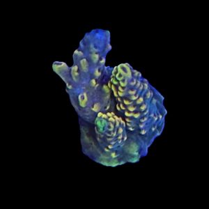 RR Wolverine WYSIWYG 12