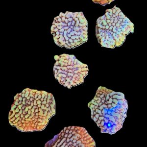 Burning Smurfs Montipora - FREE