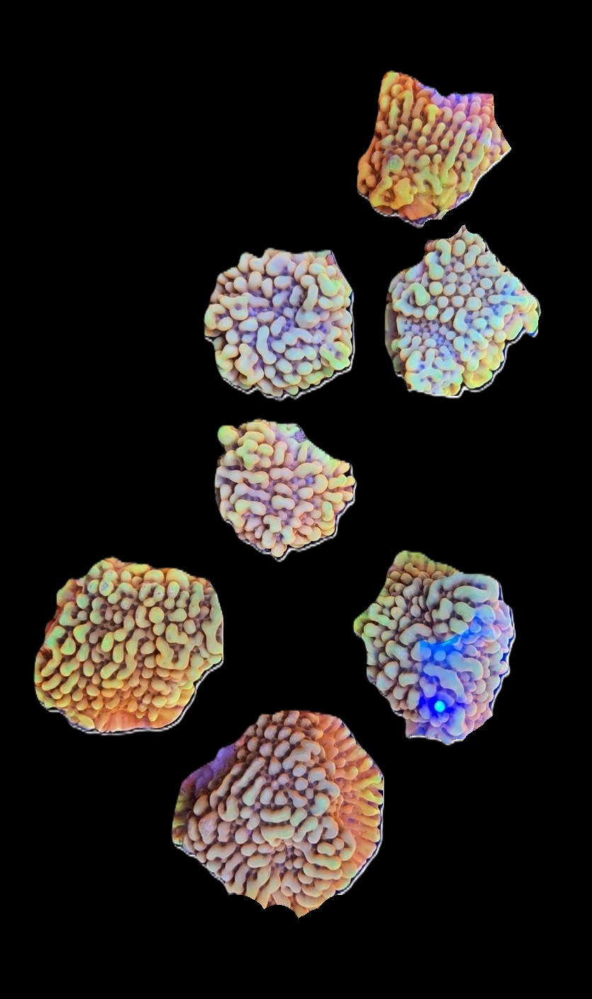 Burning Smurfs Montipora - FREE